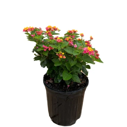 Mary Ann Lantana